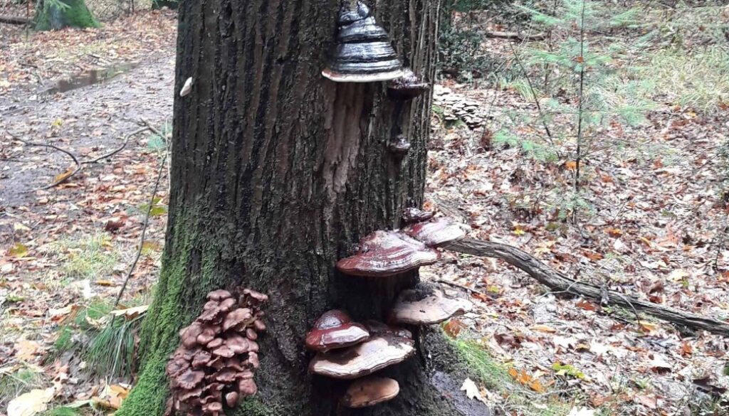 herfst (Foto Pixabay)