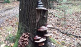 herfst (Foto Pixabay)
