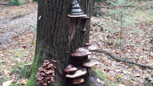 herfst (Foto Pixabay)