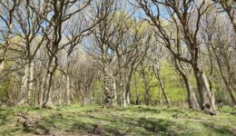 Verplant-feest - foto freepik