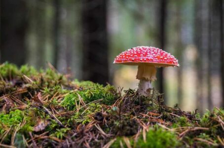 paddestoel (Foto Pixabay)
