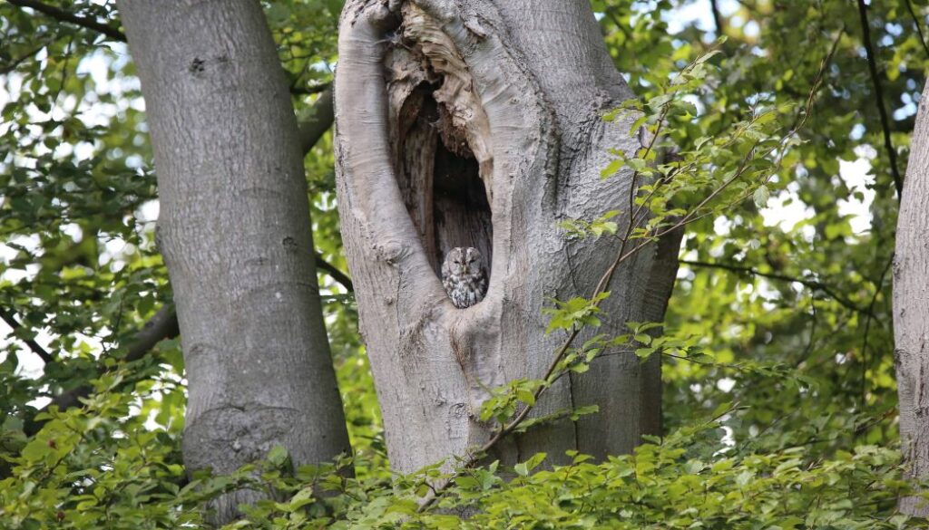 Bosuilenwandeling Woldberg -foto aangeleverd