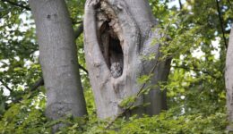 Bosuilenwandeling Woldberg -foto aangeleverd