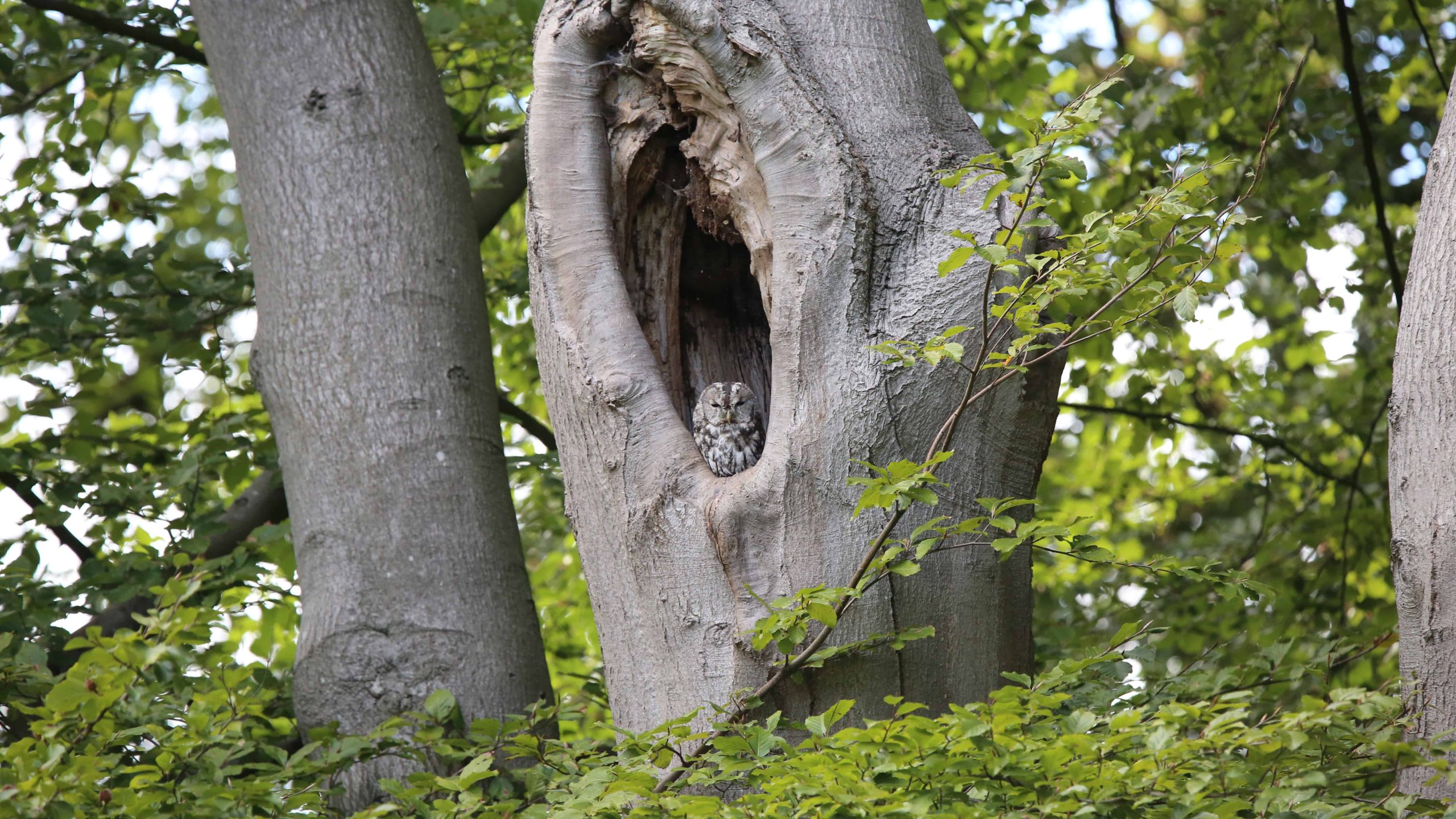 Bosuilenwandeling Woldberg -foto aangeleverd