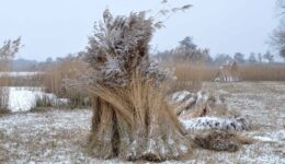 Geoogst riet - foto Martijn de Jonge