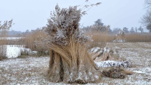 Geoogst riet - foto Martijn de Jonge