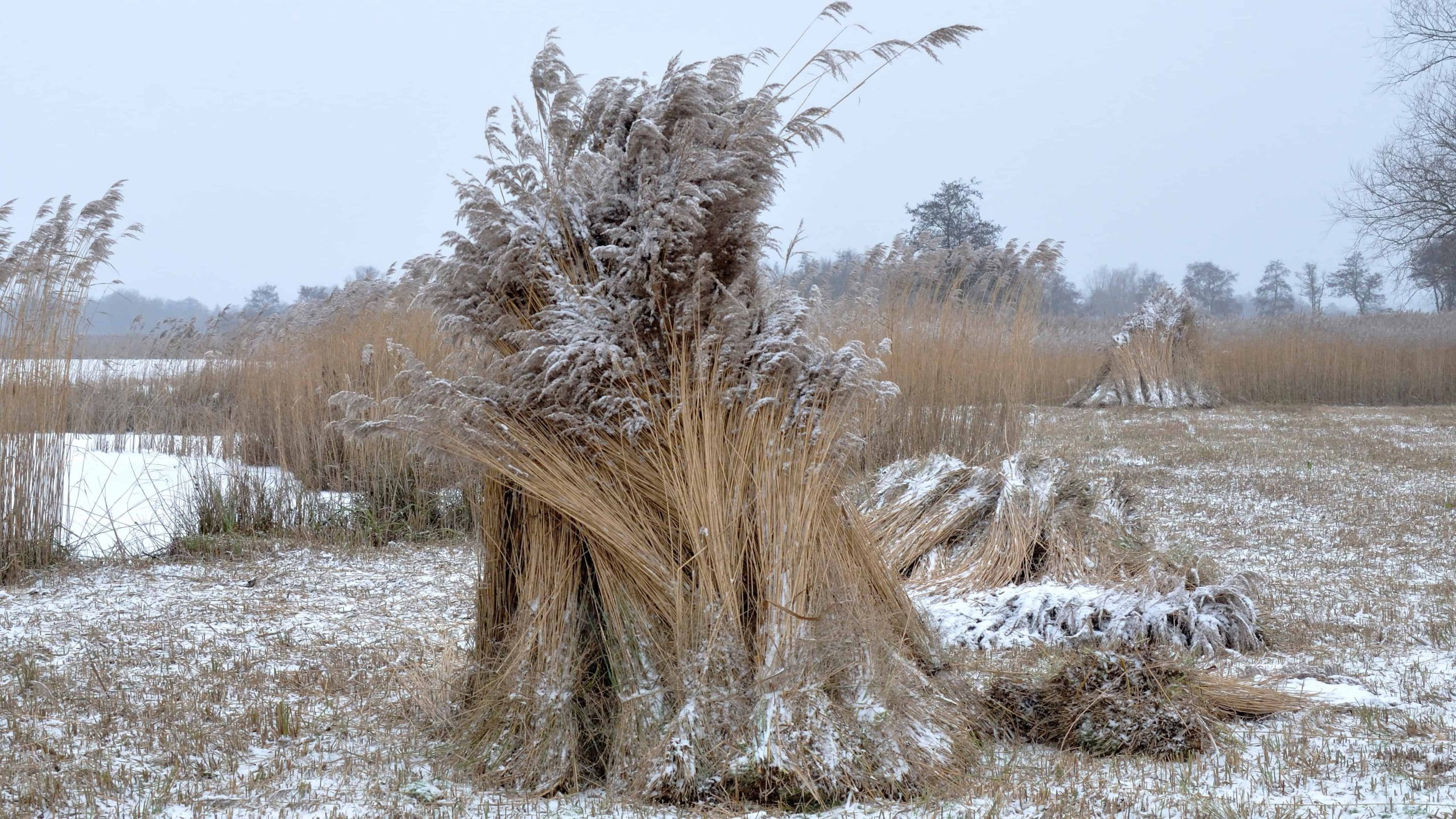 Geoogst riet - foto Martijn de Jonge