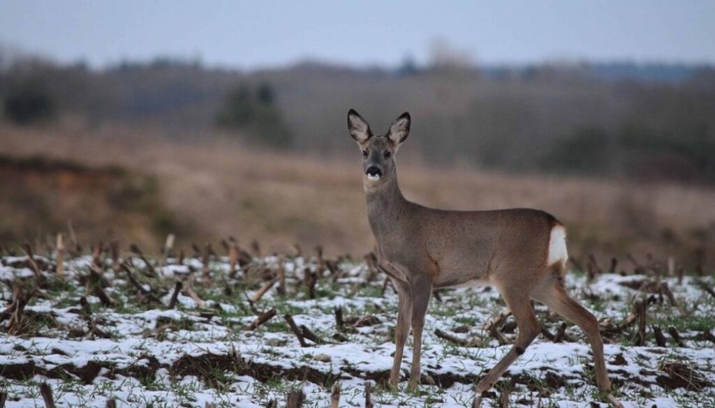 Ree winterveld - foto aangeleverd