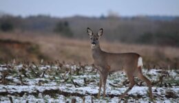 Ree winterveld - foto aangeleverd