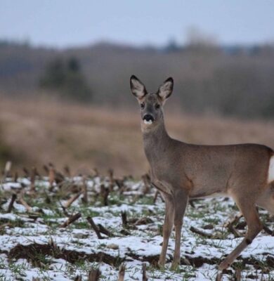 Ree winterveld - foto aangeleverd