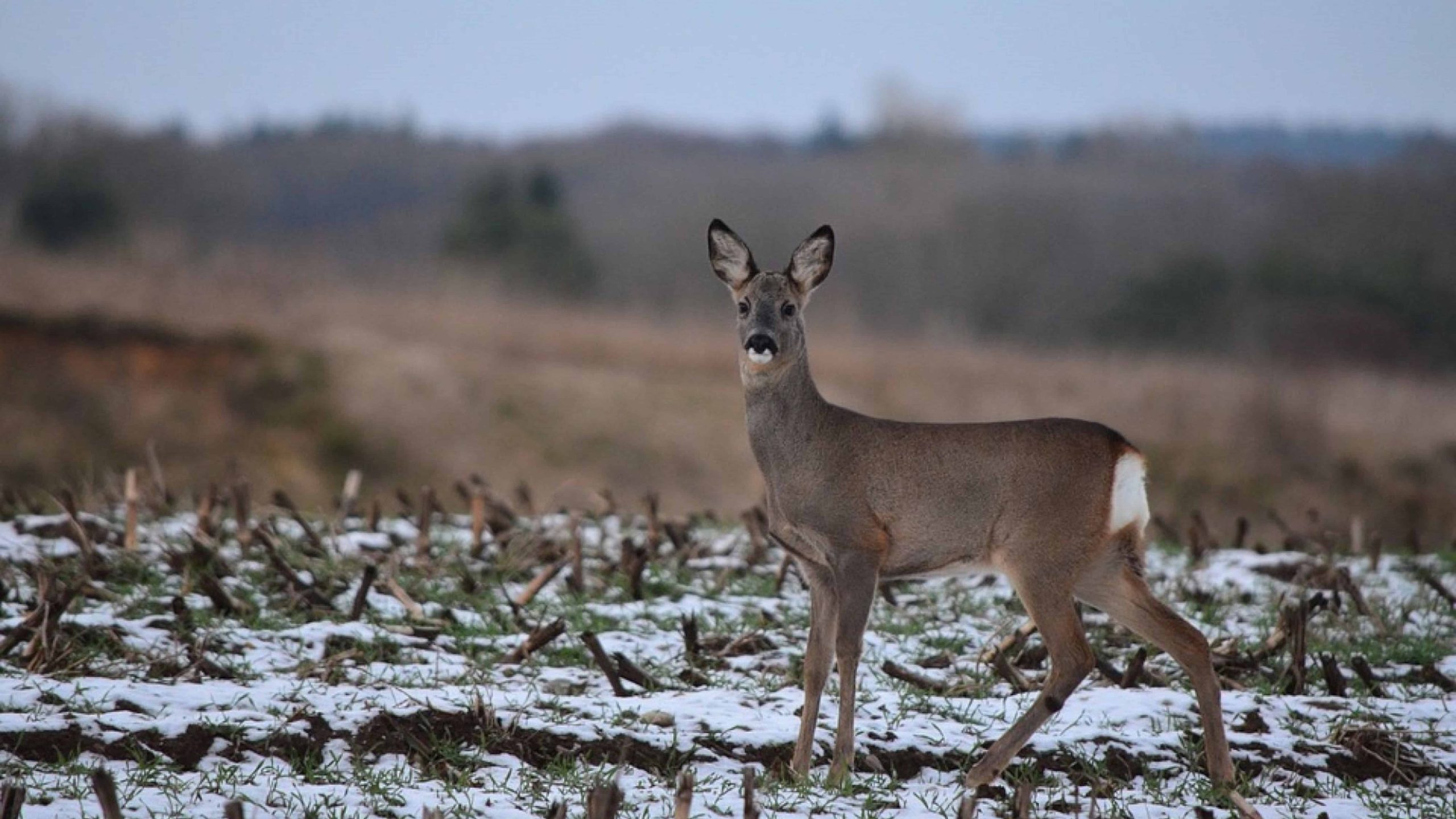 Ree winterveld - foto aangeleverd