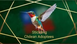 Stichting Chilean Adoptees - foto aangeleverd