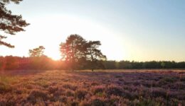 heideveld met avondzon - foto aangeleverd
