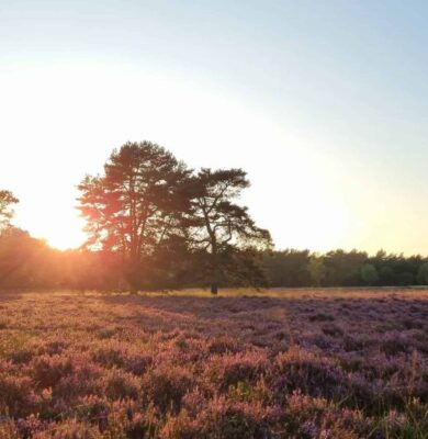 heideveld met avondzon - foto aangeleverd