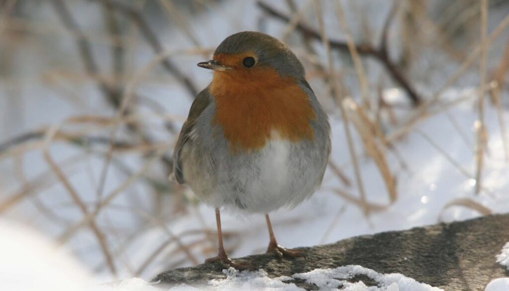 Roodborst Albert-Henckel - foto Albert Henckel