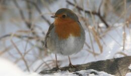 Roodborst Albert-Henckel - foto Albert Henckel