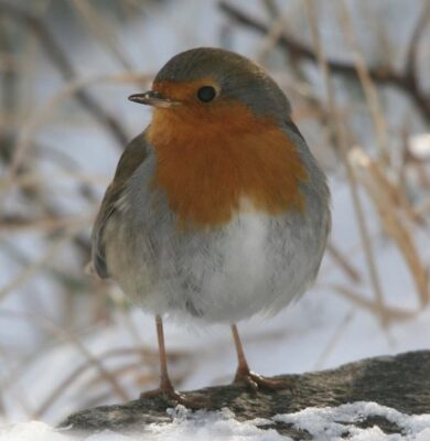 Roodborst Albert-Henckel - foto Albert Henckel
