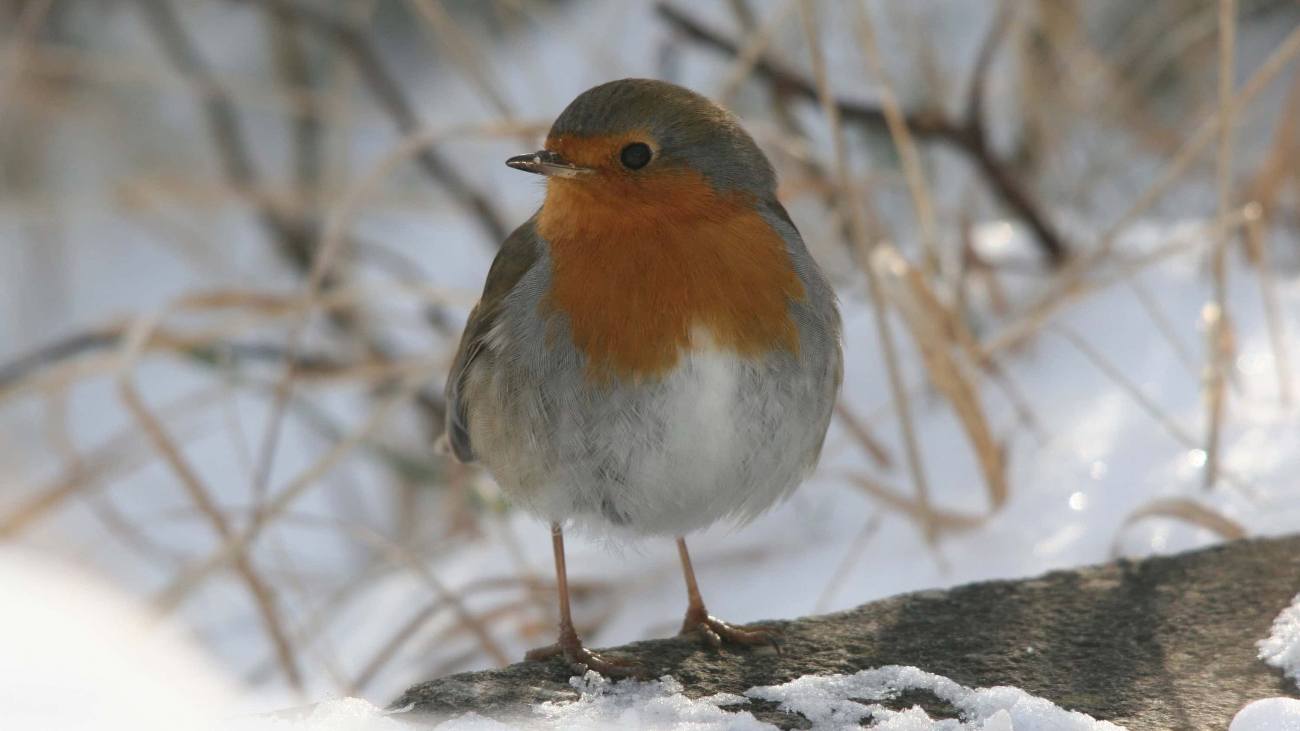 Roodborst Albert-Henckel - foto Albert Henckel