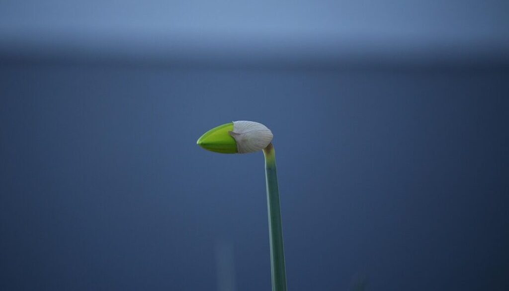 bloembol narcis (Foto Pixabay)