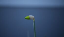 bloembol narcis (Foto Pixabay)