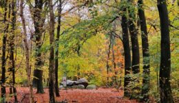 Evertsbos hunebed - foto aangeleverd