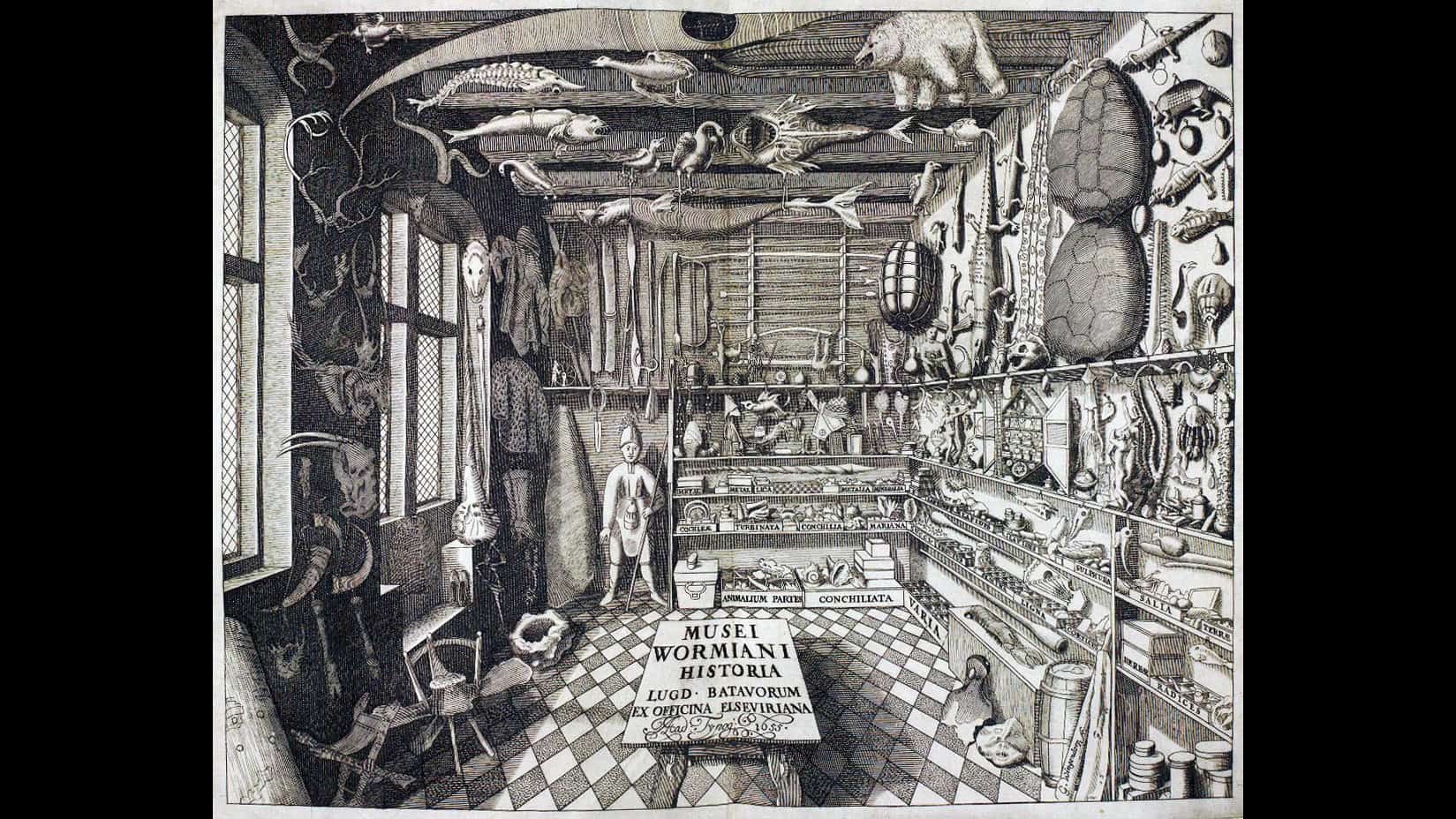 wunderkammer - foto aangeleverd