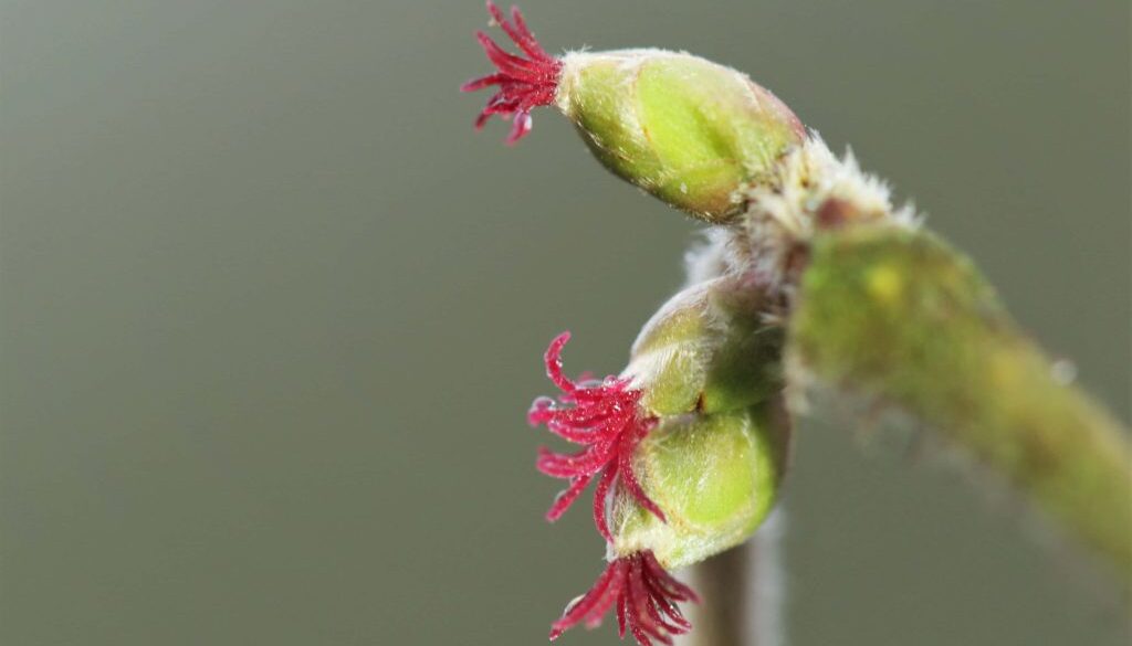 Bloeiende hazelaar - foto Jonathan Leeuwis - Staatsbosbeheer