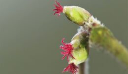 Bloeiende hazelaar - foto Jonathan Leeuwis - Staatsbosbeheer