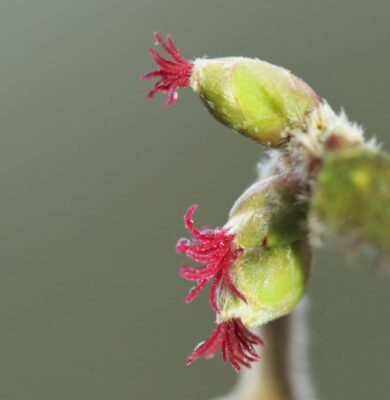 Bloeiende hazelaar - foto Jonathan Leeuwis - Staatsbosbeheer