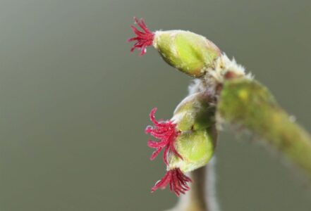 Bloeiende hazelaar - foto Jonathan Leeuwis - Staatsbosbeheer