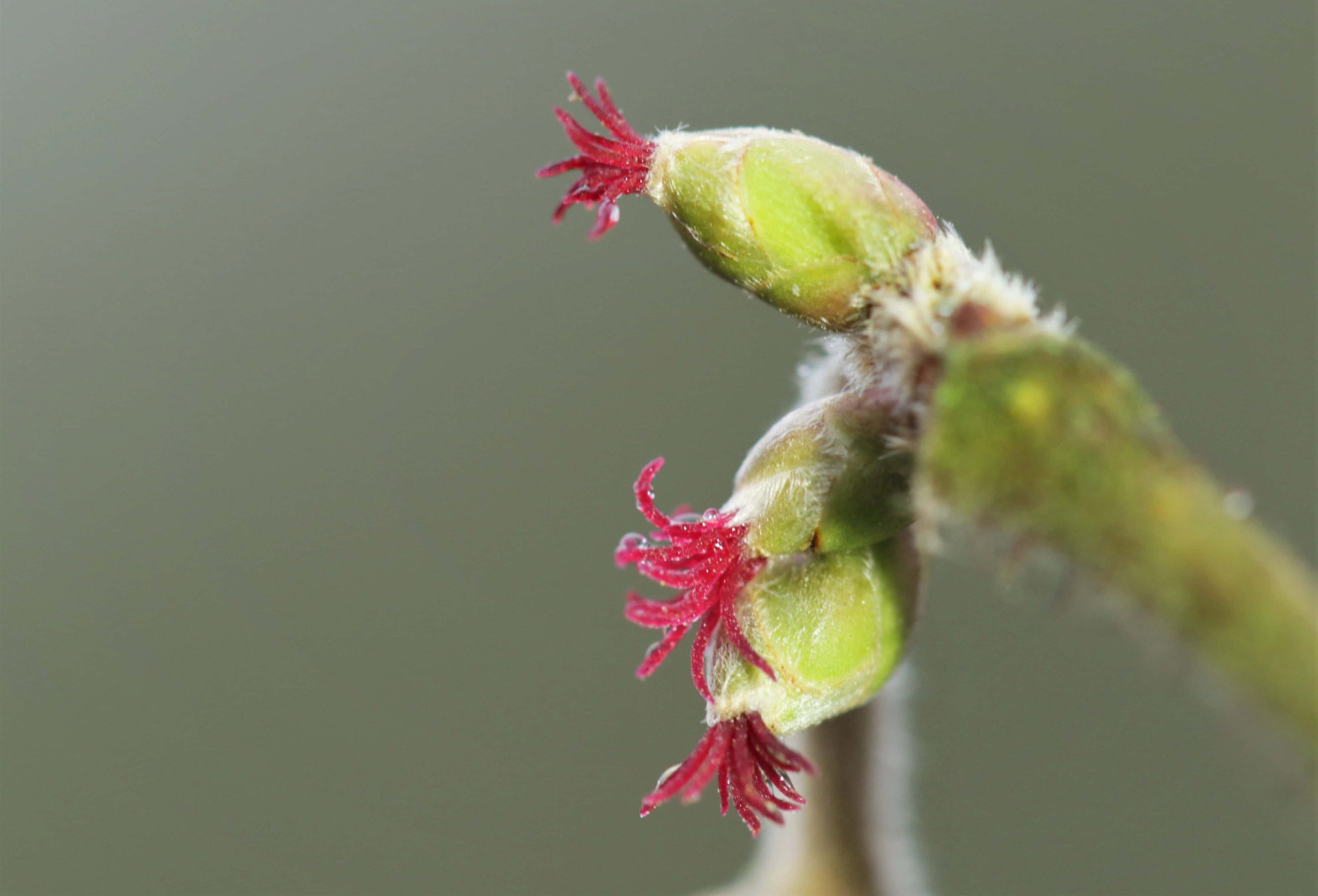 Bloeiende hazelaar - foto Jonathan Leeuwis - Staatsbosbeheer