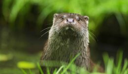 Visotter - Nationaal Park Weerribben-Wieden - Ronald Messemaker