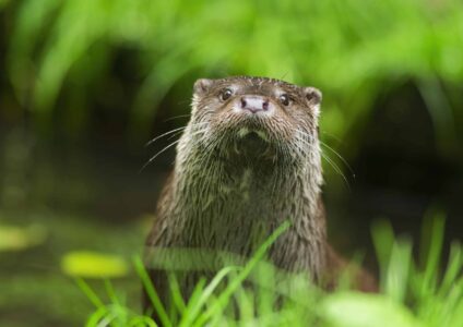 Visotter - Nationaal Park Weerribben-Wieden - Ronald Messemaker