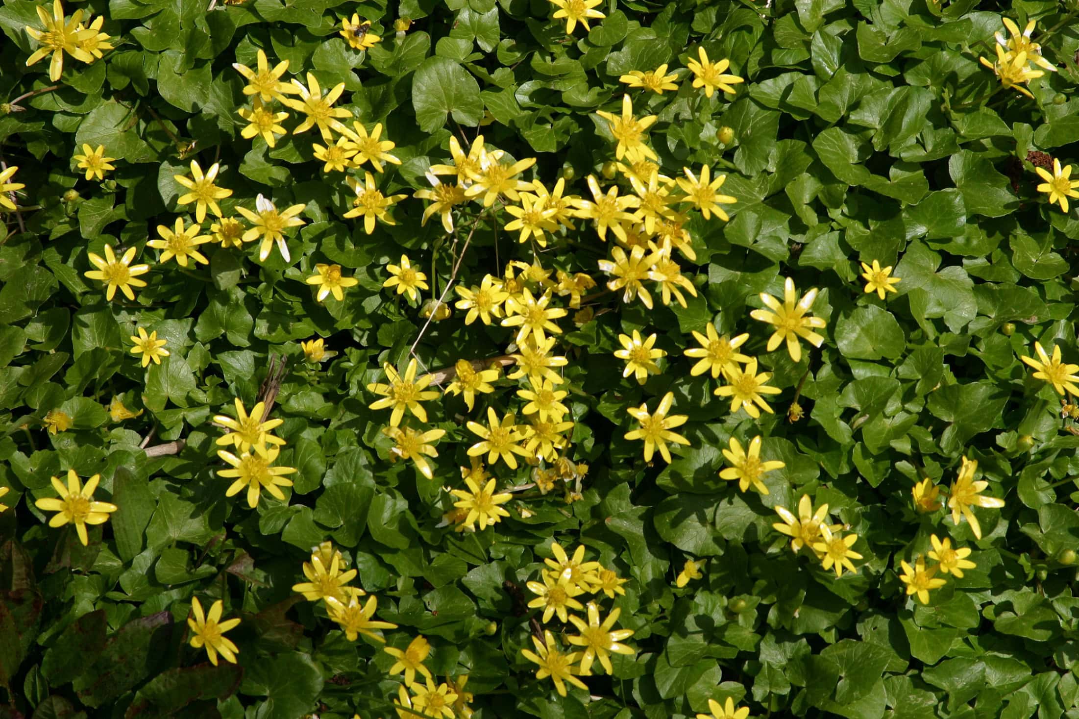 Speenkruid - foto Aaldrik Pot