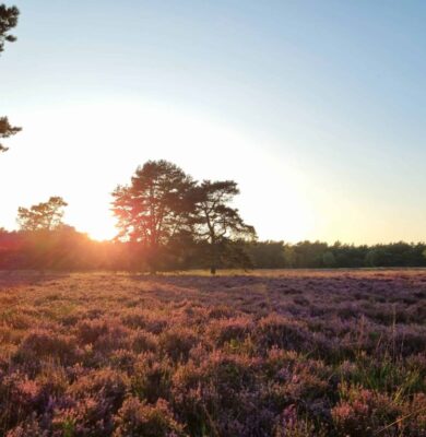 heideveld met avondzon - foto aangeleverd