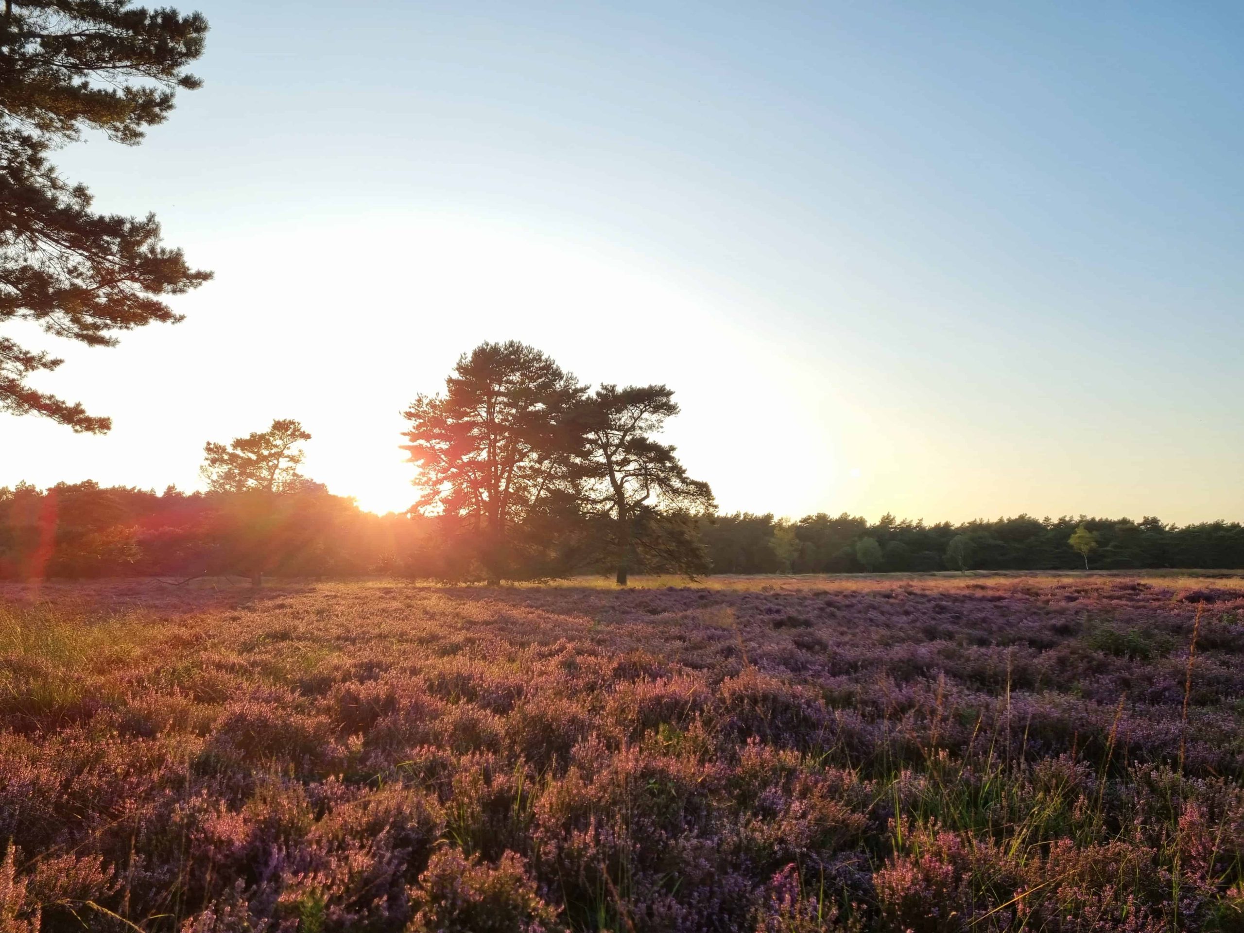 heideveld met avondzon - foto aangeleverd