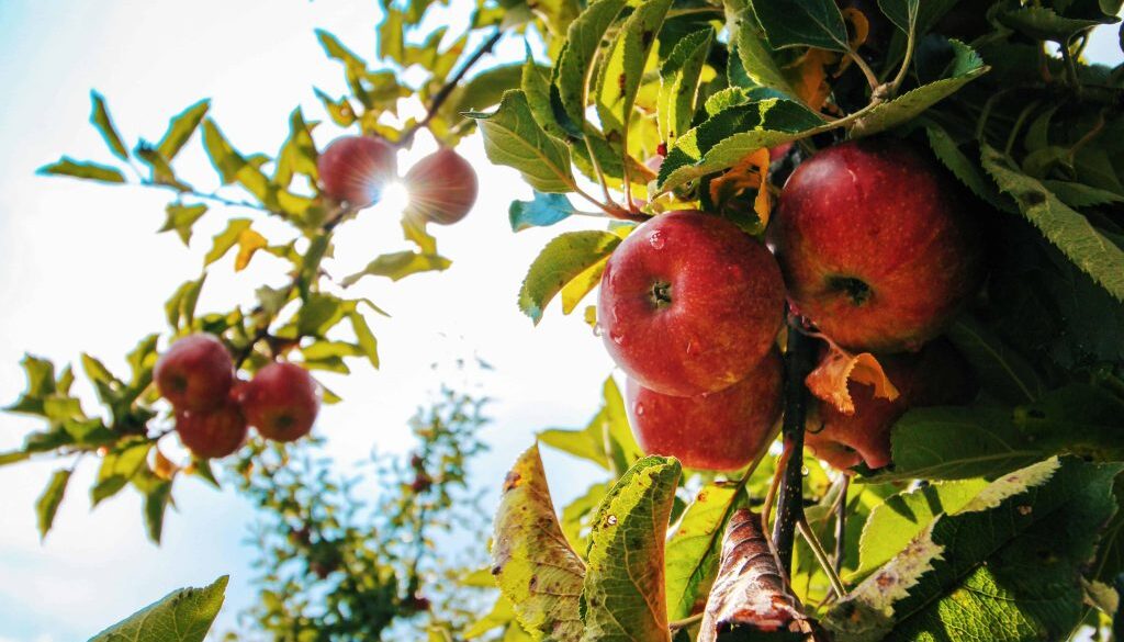 Appels plukken in Steenwijkerland - foto aangeleverd