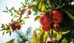 Appels plukken in Steenwijkerland - foto aangeleverd