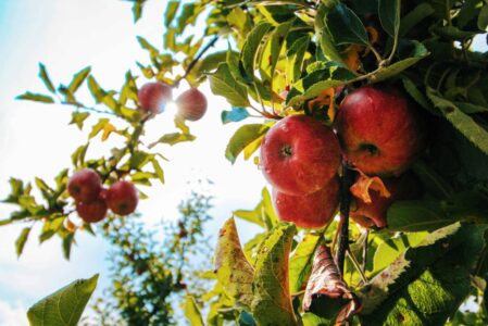 Appels plukken in Steenwijkerland - foto aangeleverd
