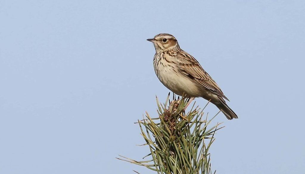 Boomleeuwerik - foto Bjorn Alards Staatsbosbeheer