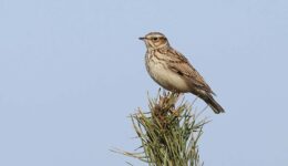 Boomleeuwerik - foto Bjorn Alards Staatsbosbeheer