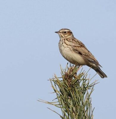 Boomleeuwerik - foto Bjorn Alards Staatsbosbeheer