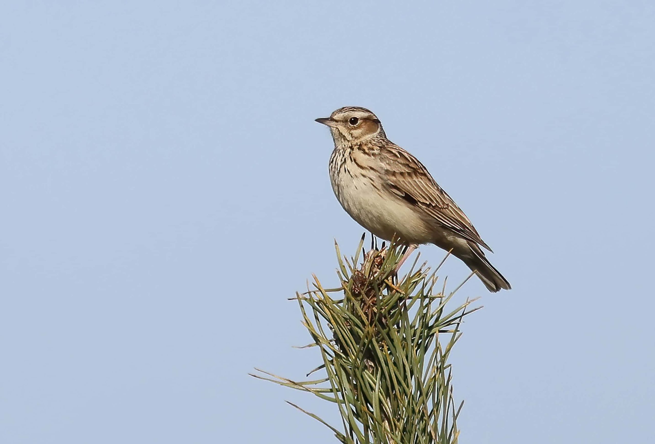 Boomleeuwerik - foto Bjorn Alards Staatsbosbeheer