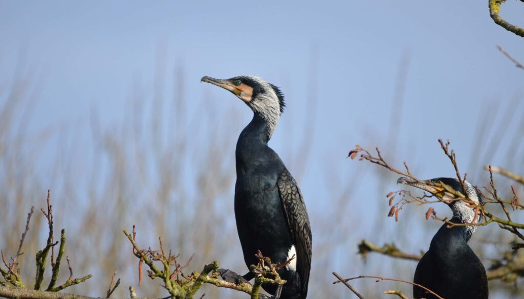 De Wieden allerlei - foto Henk Bergsma