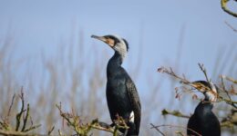 De Wieden allerlei - foto Henk Bergsma