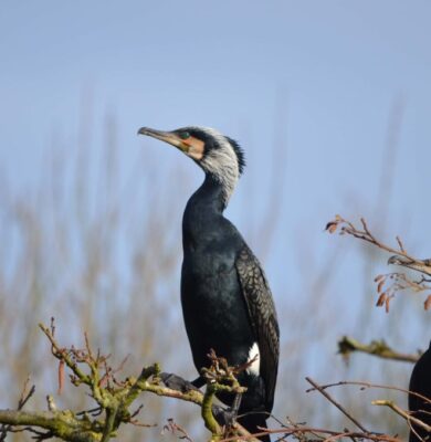 De Wieden allerlei - foto Henk Bergsma