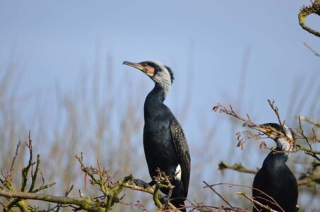 De Wieden allerlei - foto Henk Bergsma