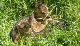 Natuurmonumenten - medewerker BC Gooi en Vechtstreek - Landgoed Hackfort - foto aangeleverd