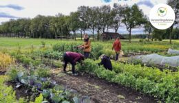 Versnellingshoeve-t-Kiemt-Voedseltuin