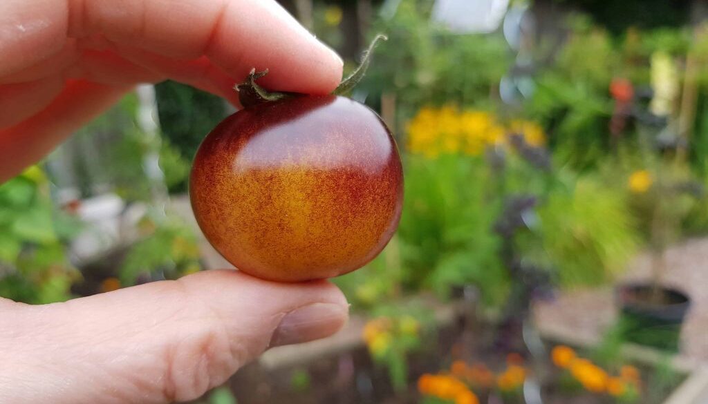 Workshopreeks-moestuinieren-2